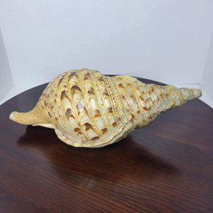 Rare Giant Tritons Trumpet Charonia Tritonis Seashell 13"